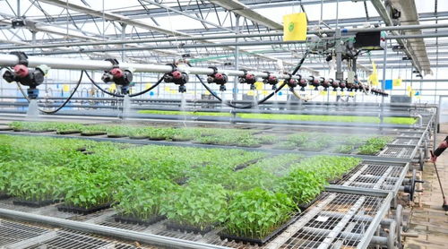 延慶區現代化育苗工廠 科技賦能農業，守護首都“菜籃子”穩定